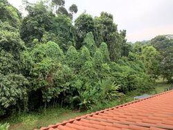 Hillview Villas (D23), Terrace #593660861